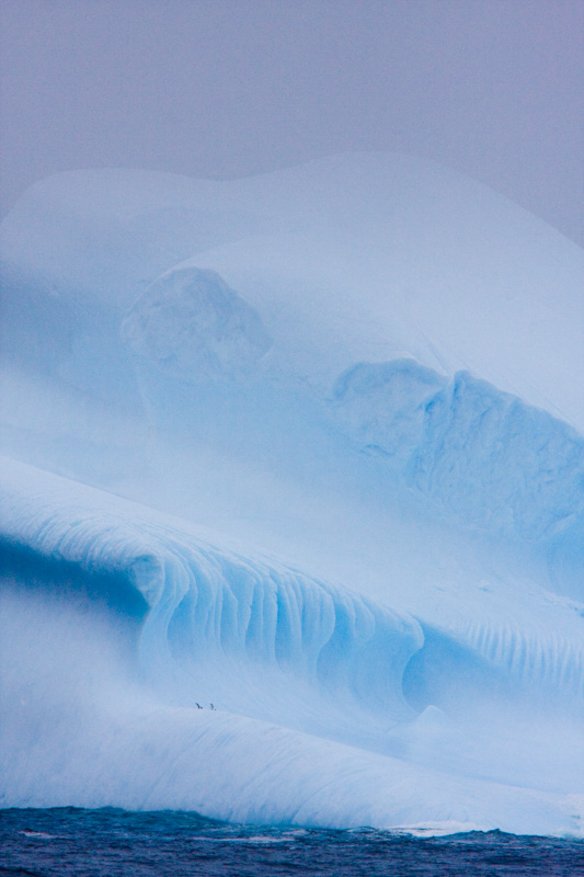 Chinstrap Penguins On Iceberg